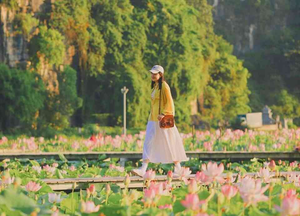 mua sen ninh binh