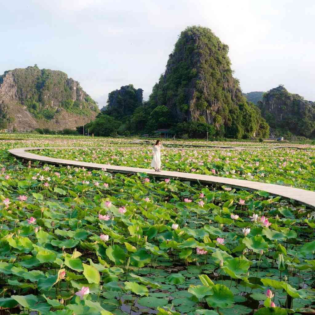 Checkin đầm sen tại Hang Múa Ninh Bình