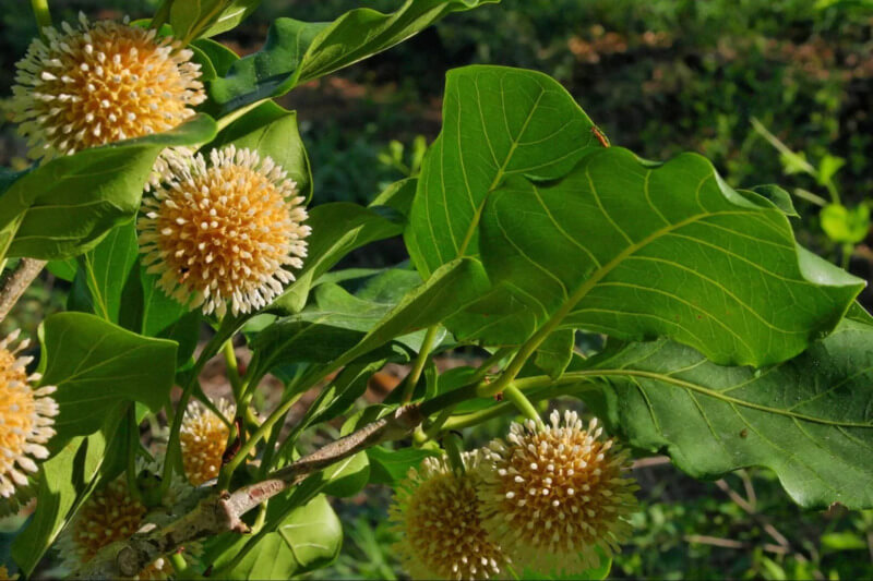 Đặc sản Ninh B&igrave;nh