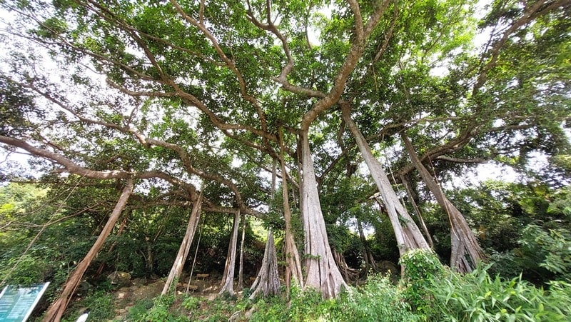 Bán đảo Sơn Trà có gì