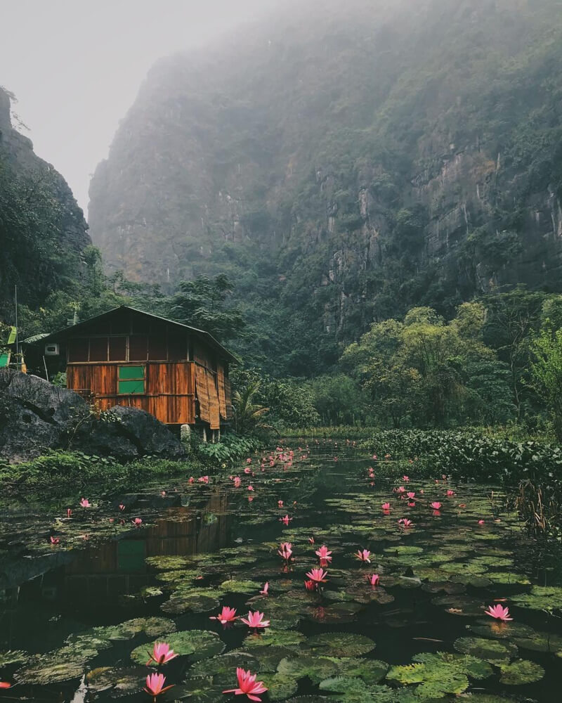 Mùa sen Ninh Bình