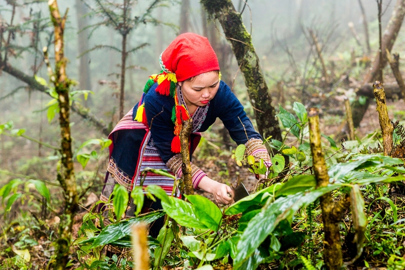 nước tắm dao đỏ sapa