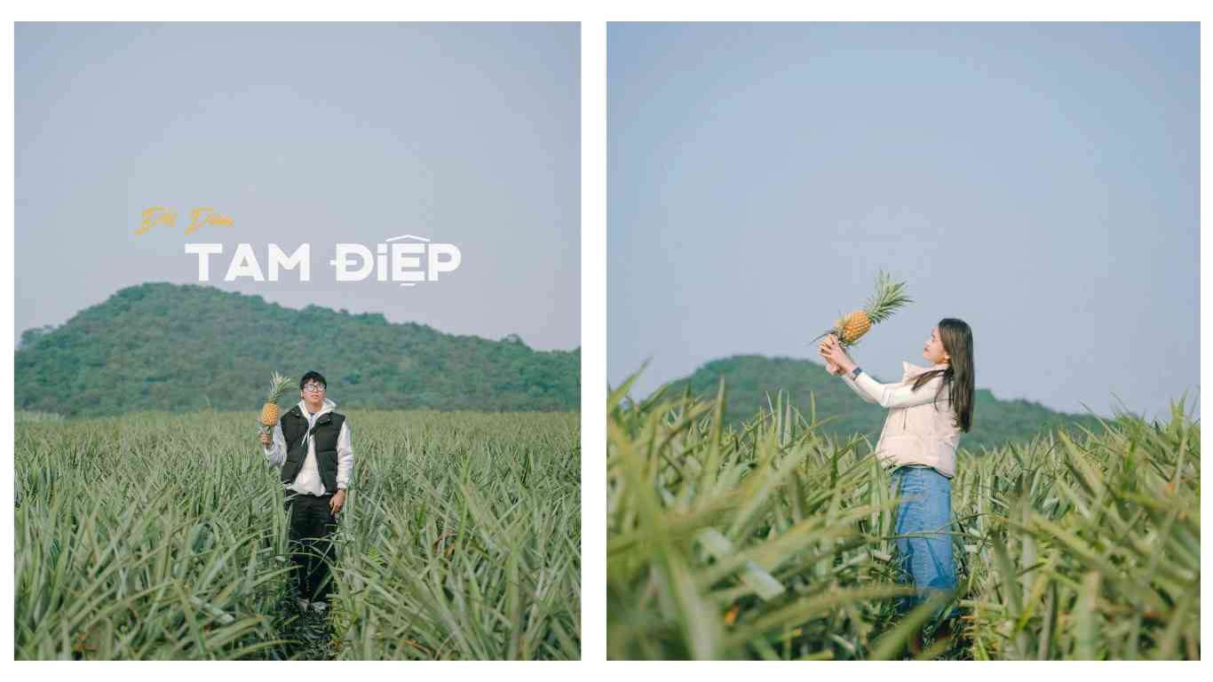 Đồi dứa Tam Điệp