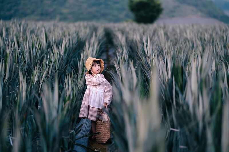 M&ugrave;a dứa Ninh B&igrave;nh