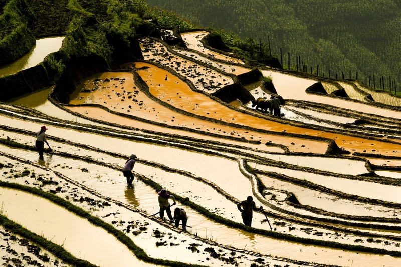 Ruộng bậc thang ở Việt Nam