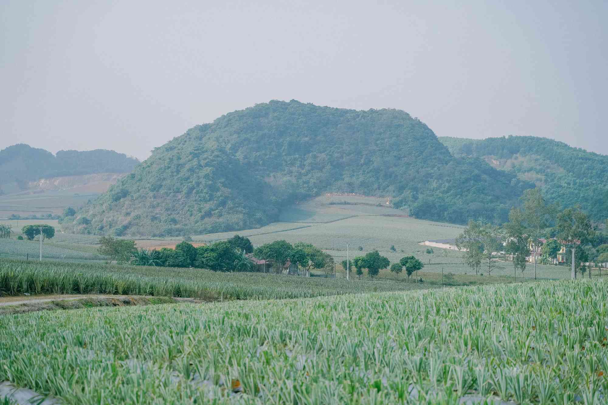 M&ugrave;a dứa Ninh B&igrave;nh