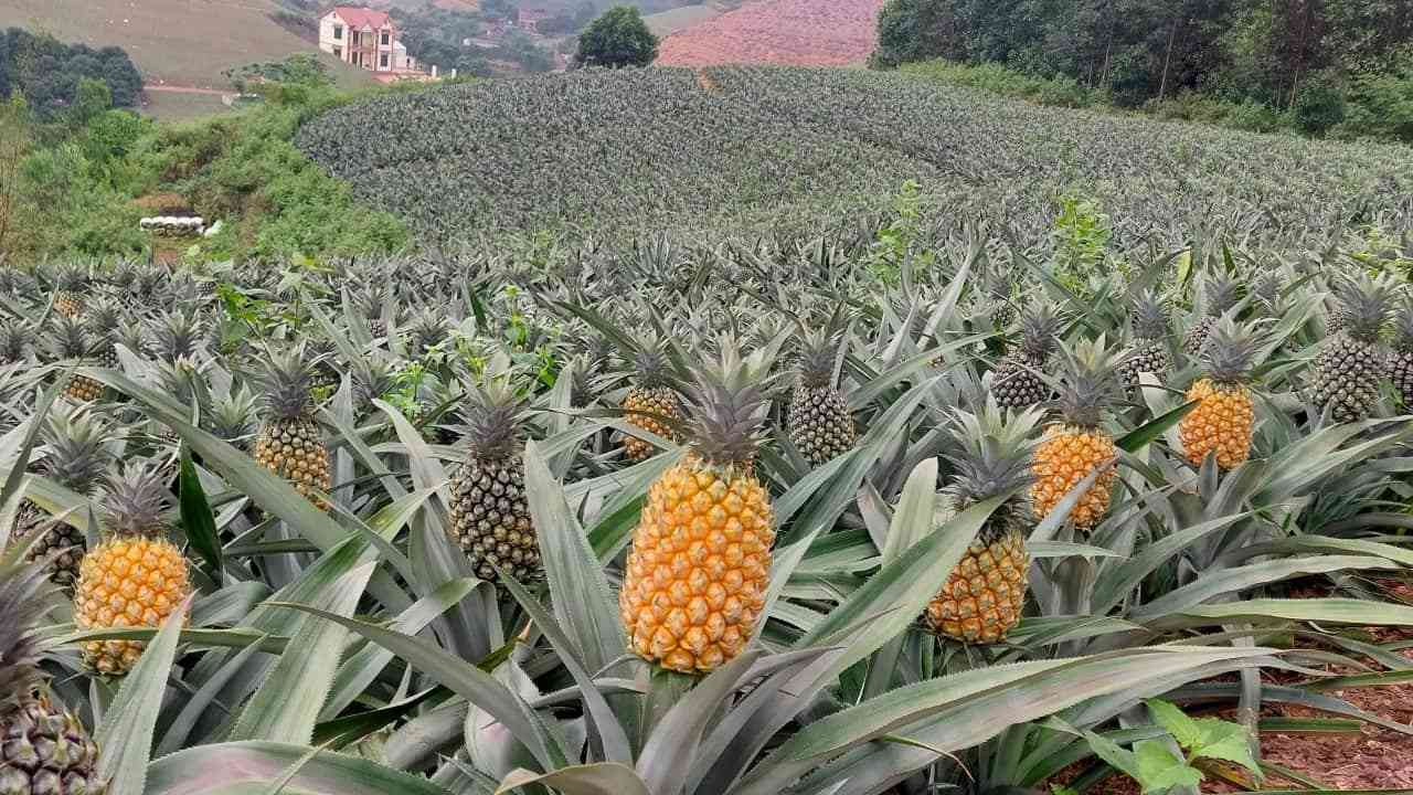 Đồi dứa Tam Điệp
