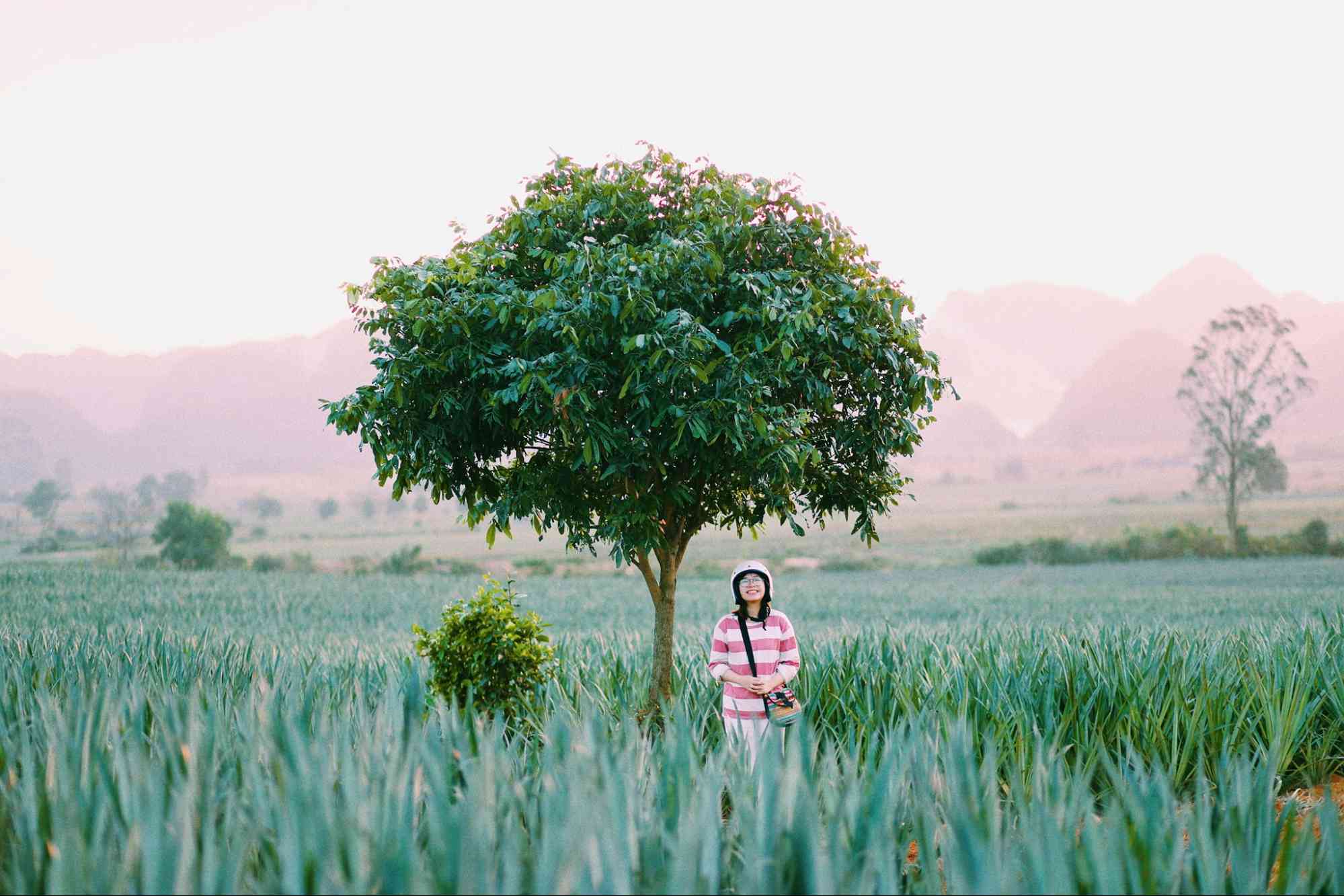 Đồi dứa Tam Điệp