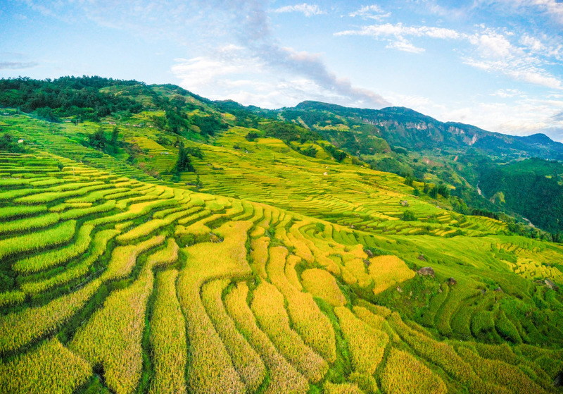 Ruộng bậc thang ở Việt Nam