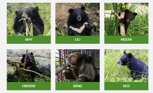 BEAR SANCTUARY Ninh Binh