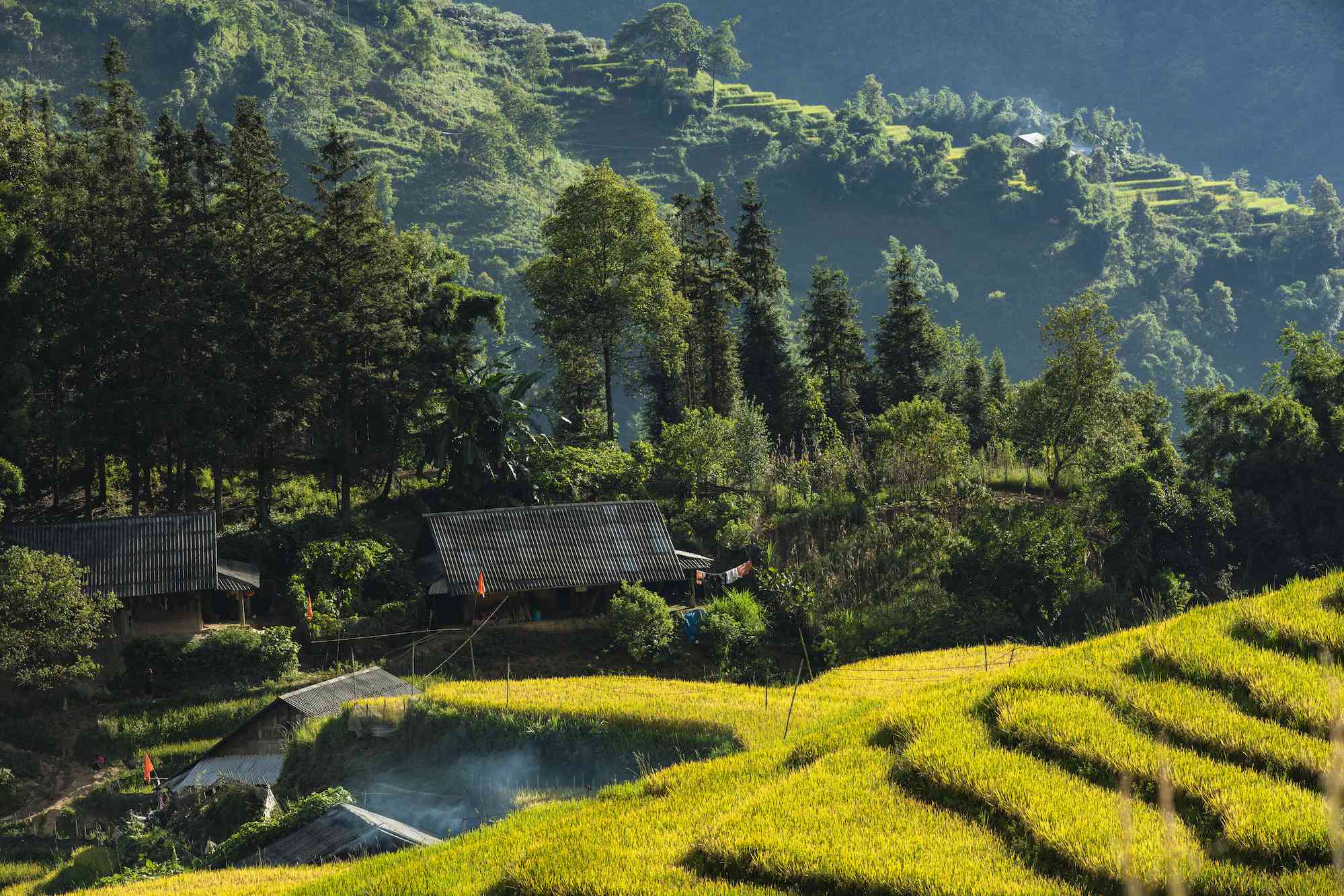 ruộng bậc thang sapa mùa lúa chín