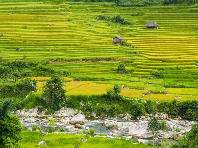 ruộng bậc thang sapa mùa lúa chín