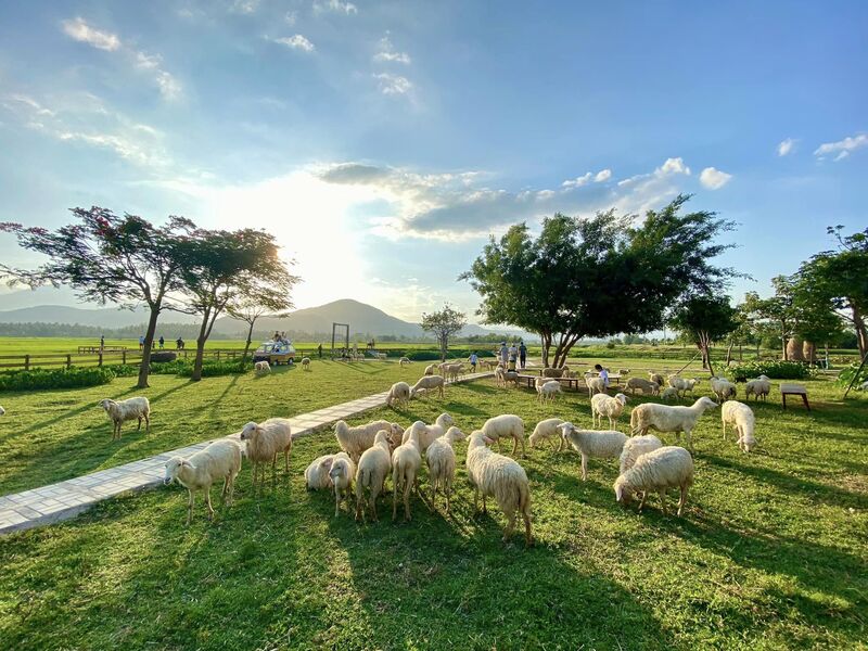 Đồng Cừu Suối Ti&ecirc;n Nha Trang