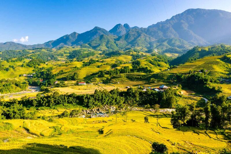 mùa lúa vàng sapa
