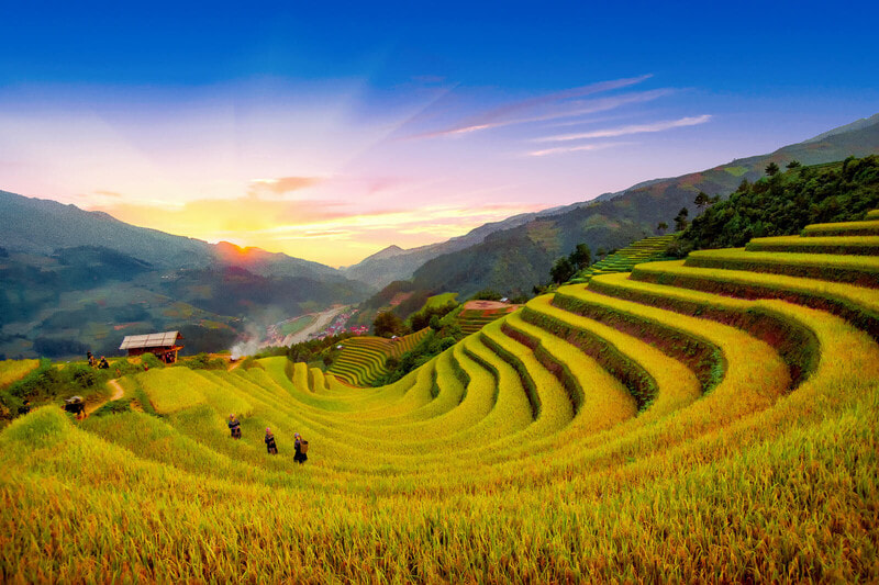 mùa lúa chín ở sapa