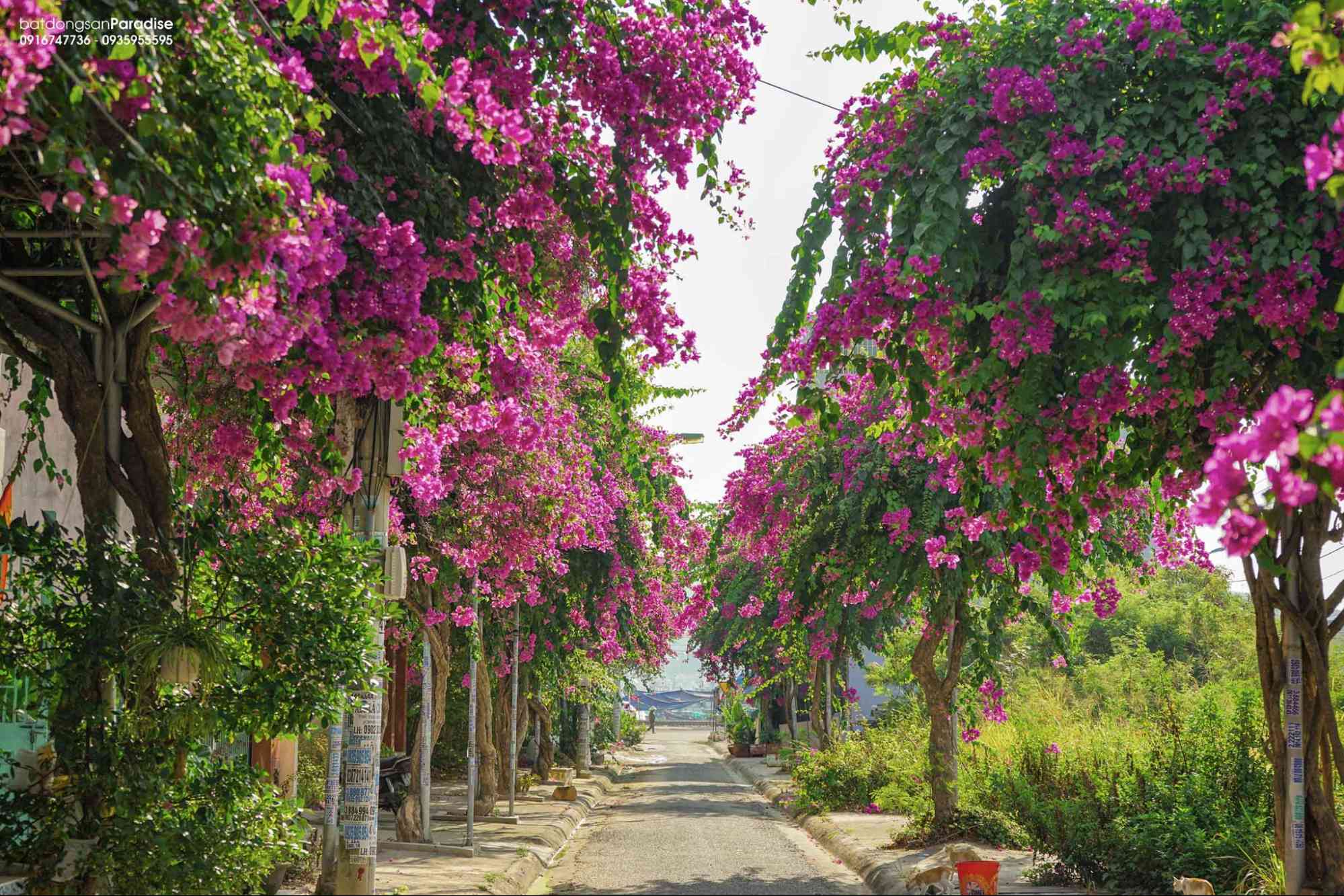 hòn rớ phước đồng nha trang khánh hòa