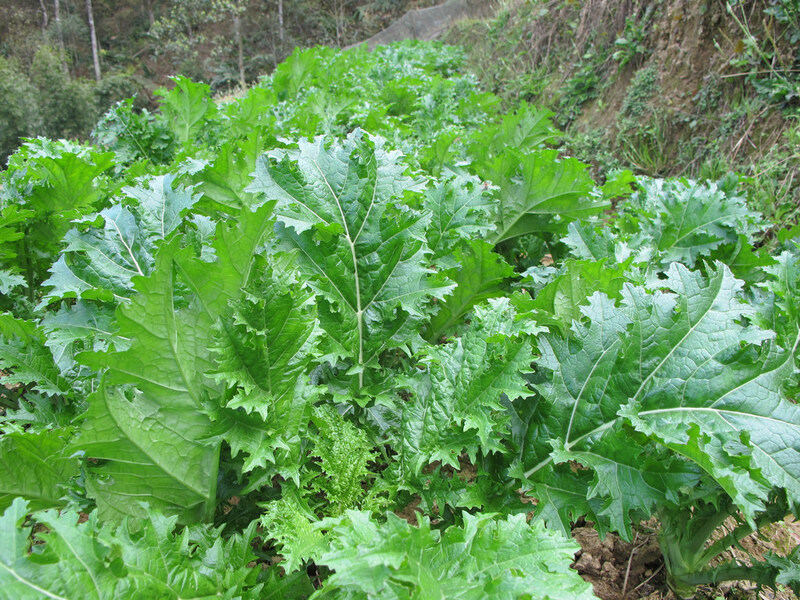 bản Lao Chải Tả Van Sapa