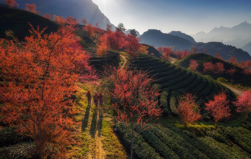 Sapa m&ugrave;a n&agrave;y c&oacute; g&igrave; đẹp