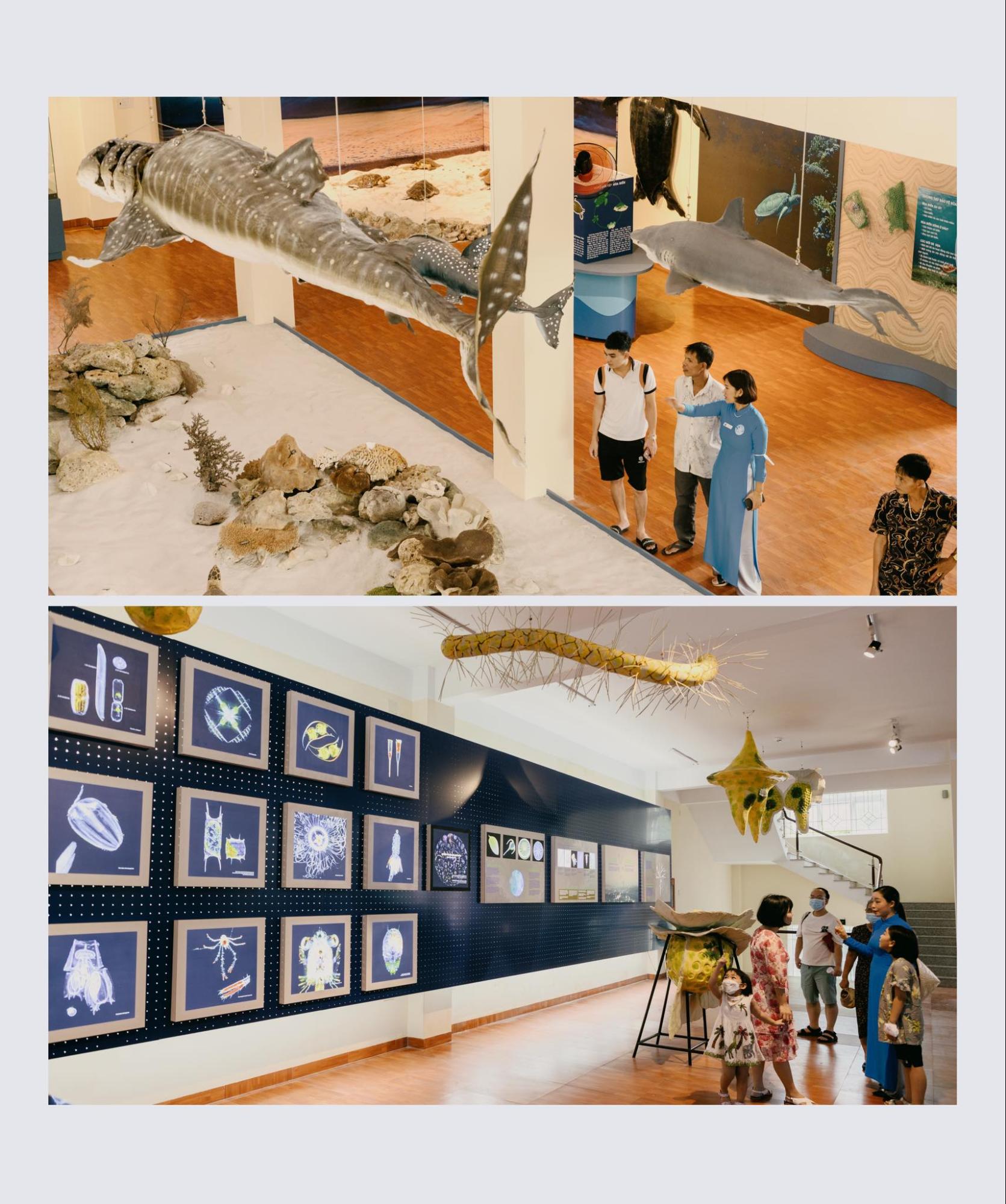 Bảo t&agrave;ng Hải dương học Nha Trang