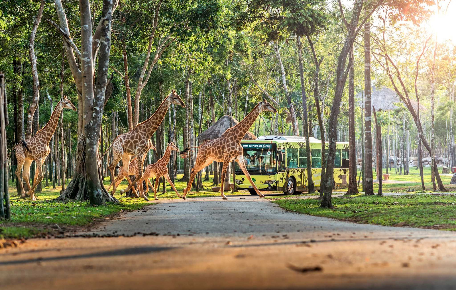 kinh nghiệm đi vinwonders v&agrave; safari ph&uacute; quốc